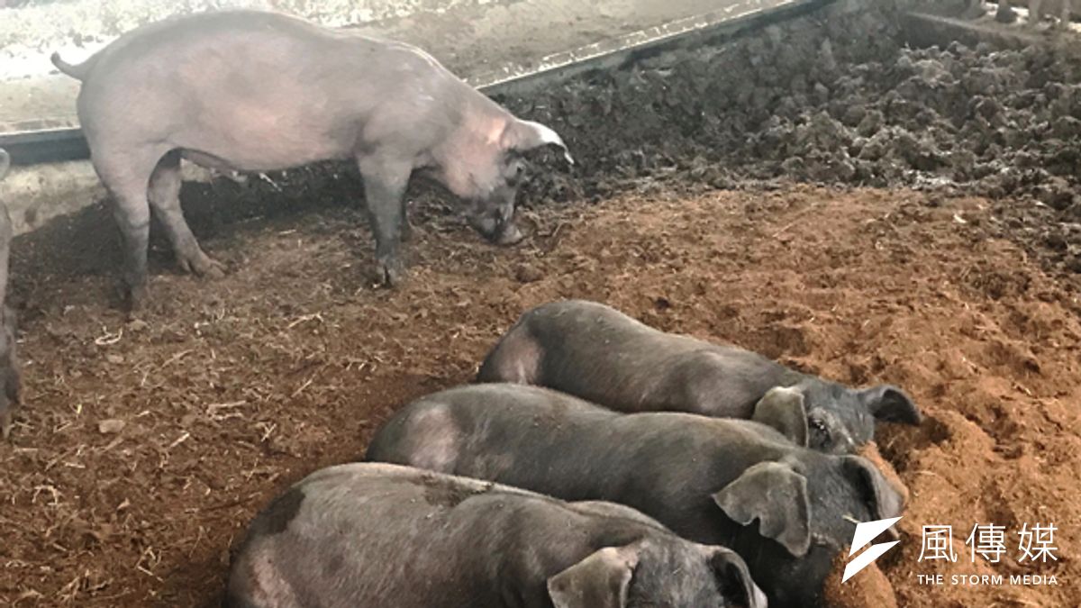 台糖支持減廢節水的自然農法,攜手綠生農場飼養多年育成品種的黑仔豬。(圖/徐炳文攝) 台糖支持減廢節水的自然農法,攜手綠生農場飼養多年育成品種的黑仔豬。(圖/徐炳文攝)