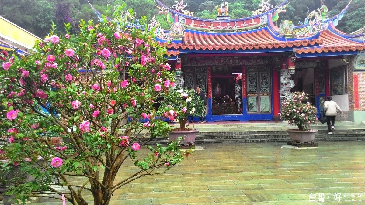 清水岩寺珍貴茶花展 賞花禮佛好去處