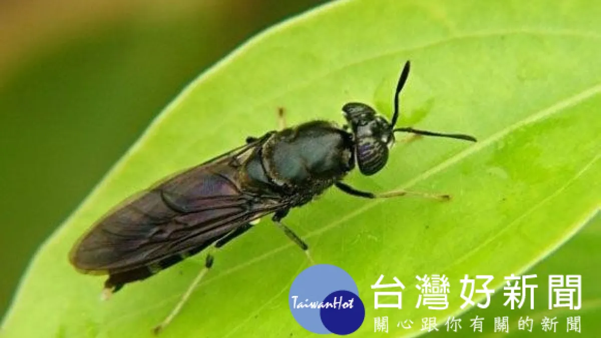 小蟲立大功 黑水虻可消化2-3公斤廚餘