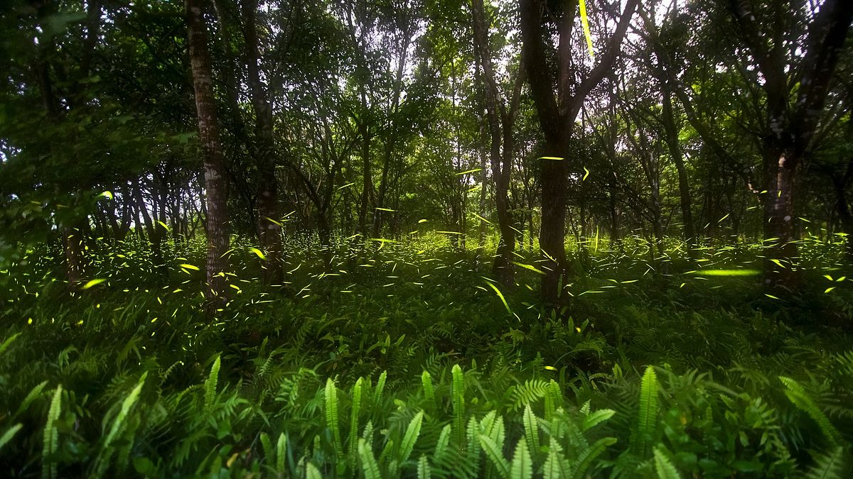 全臺最大、最早的賞螢基地大農大富平地森林園區,還可搭配「螢河銀河」活動觀星趣。(圖/花蓮縣政府提供) 全臺最大、最早的賞螢基地大農大富平地森林園區,還可搭配「螢河銀河」活動觀星趣。(圖/花蓮縣政府提供)