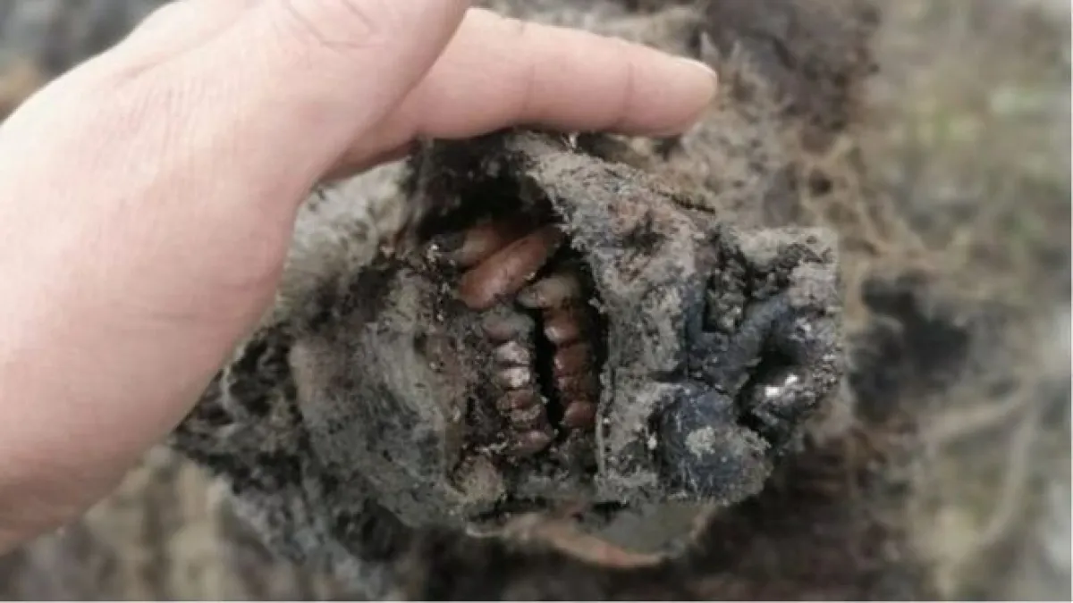 這隻熊在俄羅斯東北方的利亞霍夫群島(Lyakhovsky Islands)被發現,當地的永凍層融化導致熊的軀體被人發現。(BBC News中文)