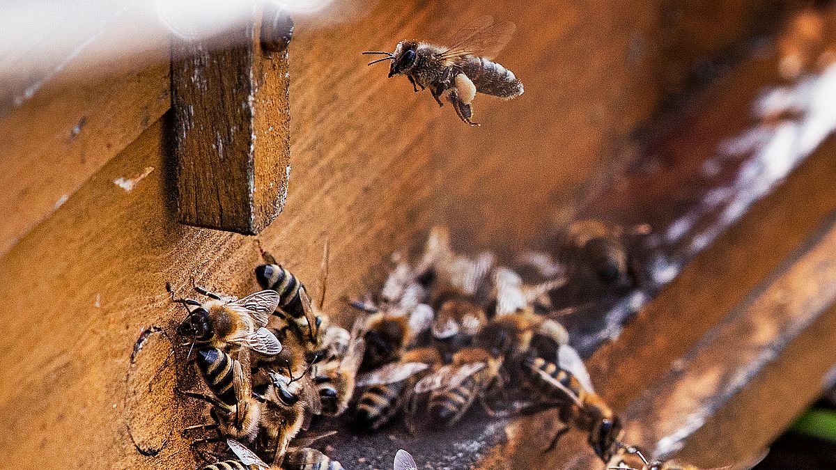 蜜蜂正因氣候變遷大量消失,歐美興起「城市養蜂」熱潮,期望減緩衝擊。(AP) 蜜蜂正因氣候變遷大量消失,歐美興起「城市養蜂」熱潮,期望減緩衝擊。(AP)