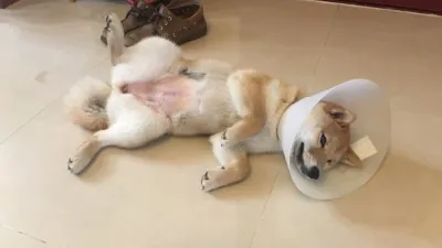 臺北市家犬貓完成絕育手術後可申請補助款。(圖/臺北市政府動物保護處提供)