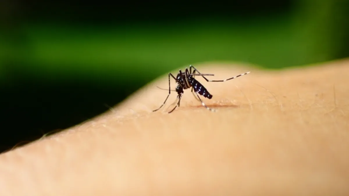 高雄一名男子被蚊子叮咬後曾一度意識混亂,認不清人事時地物。(圖/photoAC) 高雄一名男子被蚊子叮咬後曾一度意識混亂,認不清人事時地物。(圖/photoAC)