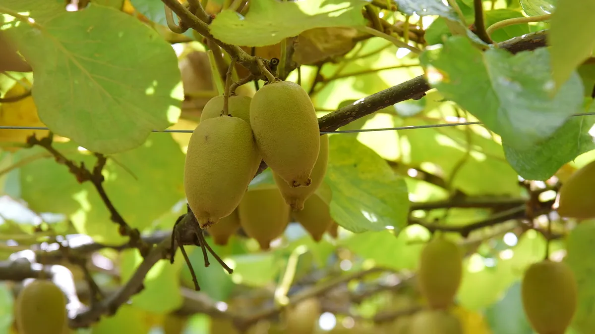 南投清境農場附近農園地生產的改良黃金奇異果,品質比外國進口的更加鮮甜。(圖/南投縣政府提供) 南投清境農場附近農園地生產的改良黃金奇異果,品質比外國進口的更加鮮甜。(圖/南投縣政府提供)