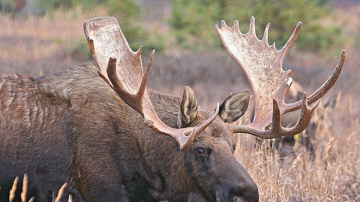 在阿拉斯加,獵捕麋鹿是合法行為。(Wikipedia / public domain) 在阿拉斯加,獵捕麋鹿是合法行為。(Wikipedia / public domain)