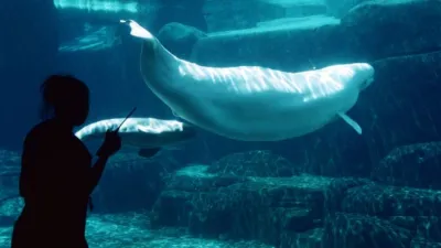 2002年,溫哥華水族館工作人員在觀察歐若拉。(BBC中文網)