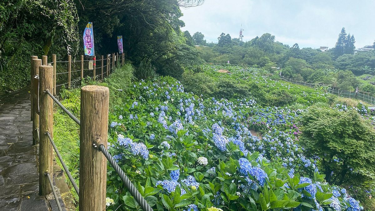 北市陽明山竹子湖山區端午連假期後,繡球花開始綻放。(圖/臺北市政府工務局大地工程處提供) 北市陽明山竹子湖山區端午連假期後,繡球花開始綻放。(圖/臺北市政府工務局大地工程處提供)