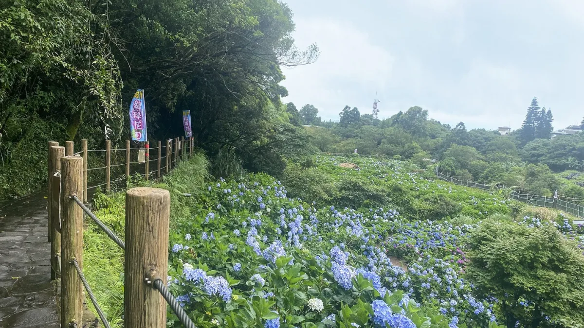 北市陽明山竹子湖山區端午連假期後,繡球花開始綻放。(圖/臺北市政府工務局大地工程處提供)