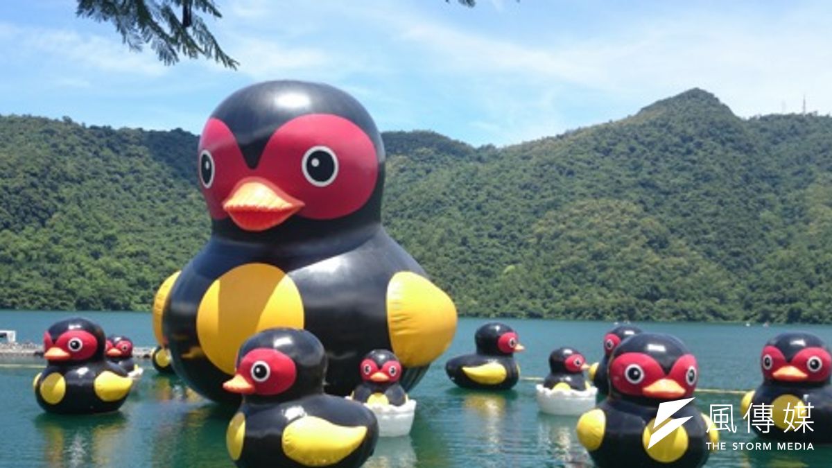 花蓮紅面鴨家族在經過「消風」躲颱風之後,今天(25日)鴨鴨家族再次重新回到鯉魚潭。(花蓮縣政府提供) 花蓮紅面鴨家族在經過「消風」躲颱風之後,今天(25日)鴨鴨家族再次重新回到鯉魚潭。(花蓮縣政府提供)