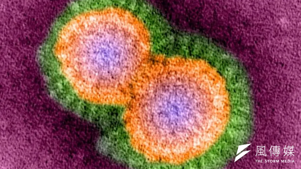 禽流感H5N1病毒。(取自網路)