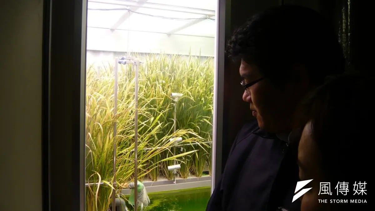 水稻生產植物工廠(作者提供)