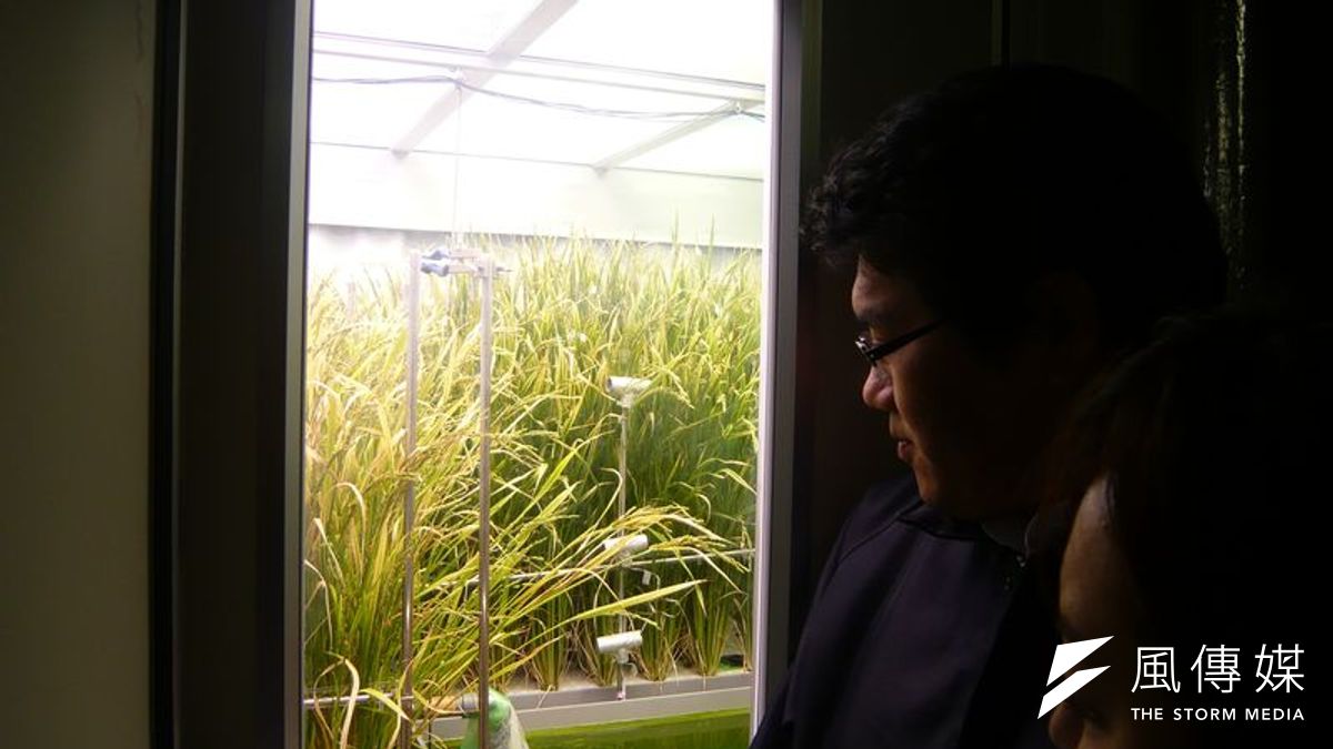 水稻生產植物工廠(作者提供) 水稻生產植物工廠(作者提供)