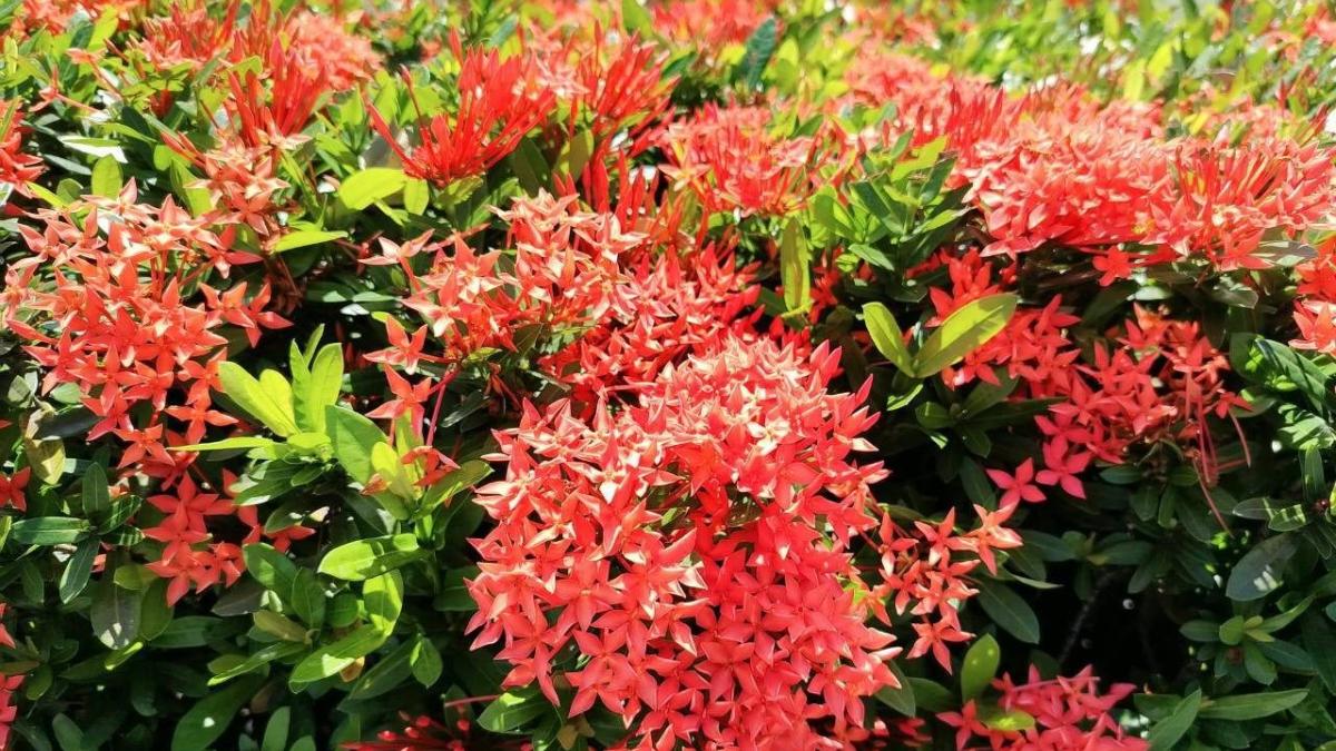 仙丹花燒紅臺北盛夏街頭 地面煙火為每顆疲憊孤單的心守住一季溫柔