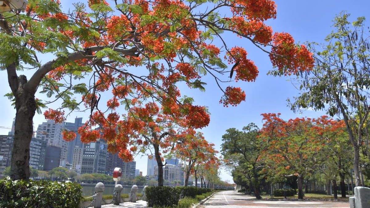 鳳凰花細小狀似羽毛的羽葉互生於枝條上,花聚生成簇,色赤如烈焰熊熊,耀眼高雄街頭。(圖/高雄市工務局提供) 鳳凰花細小狀似羽毛的羽葉互生於枝條上,花聚生成簇,色赤如烈焰熊熊,耀眼高雄街頭。(圖/高雄市工務局提供)