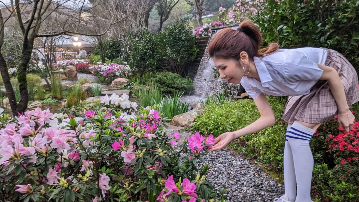 萬金杜鵑花展將於27日開展,萬里展區打造2萬3,000株、長達1公里杜鵑花廊。(圖/新北市農業局提供)