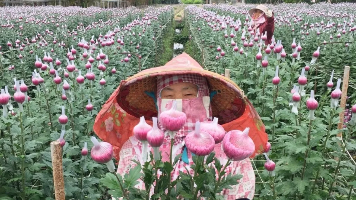 掃墓祭祀花卉需求大增 今年花況佳價格平穩