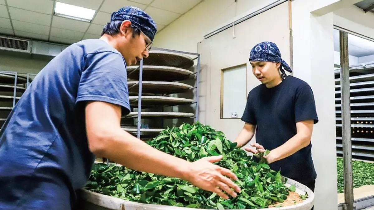 茶菁採摘後,製作過程中攪拌的力道、溫濕度與時間,將決定茶的發酵程度。(慈心有機農業發展基金會 提供)