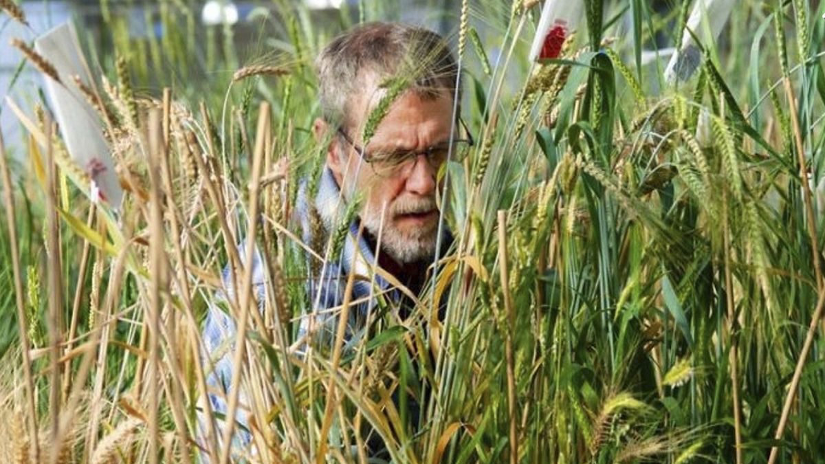 中間偃麥草由美國堪薩斯州「土地研究所」培育及馴化(美聯社) 中間偃麥草由美國堪薩斯州「土地研究所」培育及馴化(美聯社)