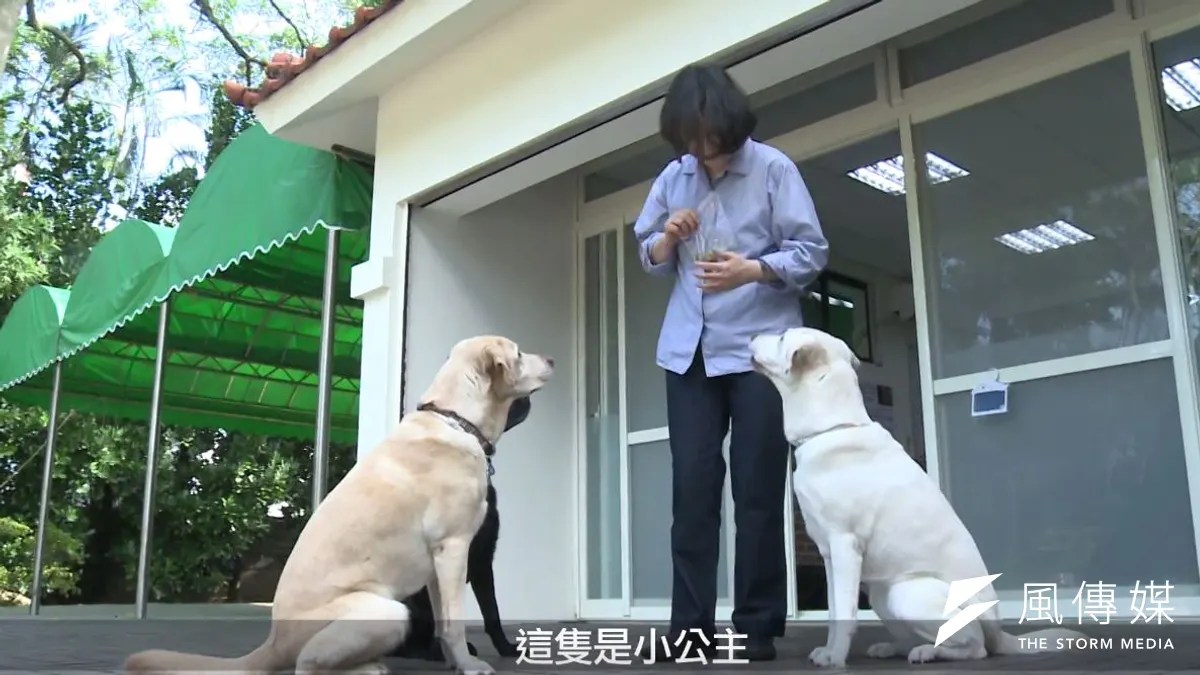 總統府14日公開總統寓所介紹影片,並由蔡英文收養的寵物犬Maru當嚮導介紹,而蔡英文也現身與3隻收養的大狗互動。(取自總統府網站) 總統府14日公開總統寓所介紹影片,並由蔡英文收養的寵物犬Maru當嚮導介紹,而蔡英文也現身與3隻收養的大狗互動。(取自總統府網站)