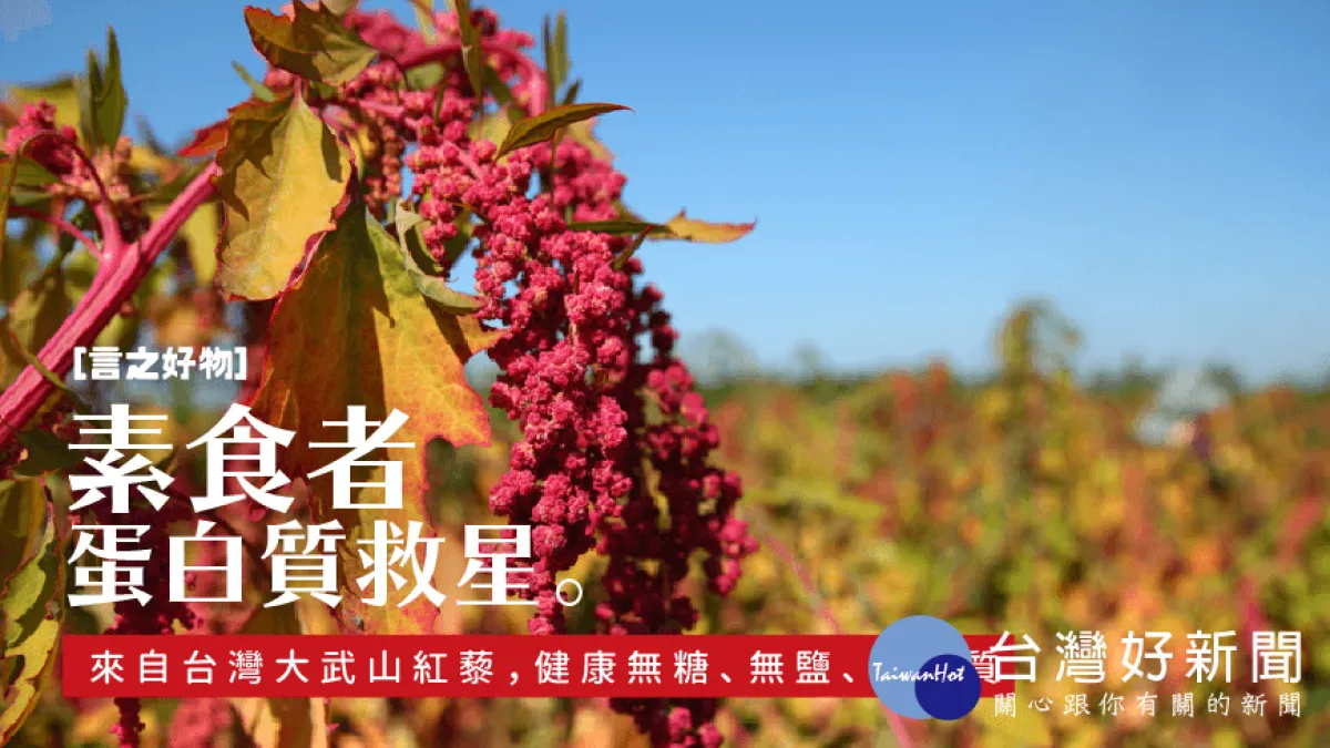 言之好物 / 素食者的蛋白質救星