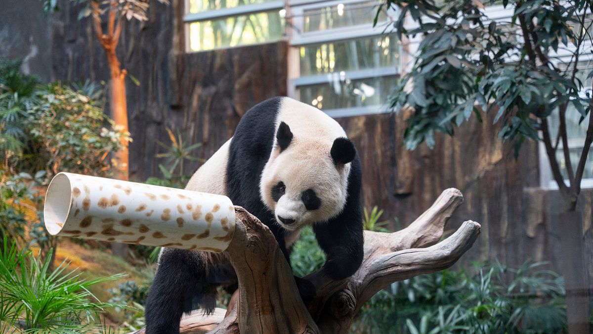中日關係惡化 日本境內2026年2月後恐無大貓熊