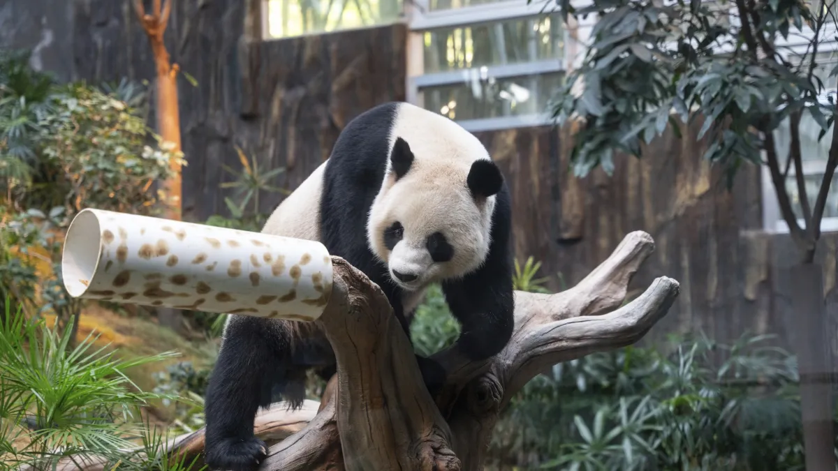 2024年12月2日,北京贈送香港海洋公園的大熊貓 「安安」。(美聯社)