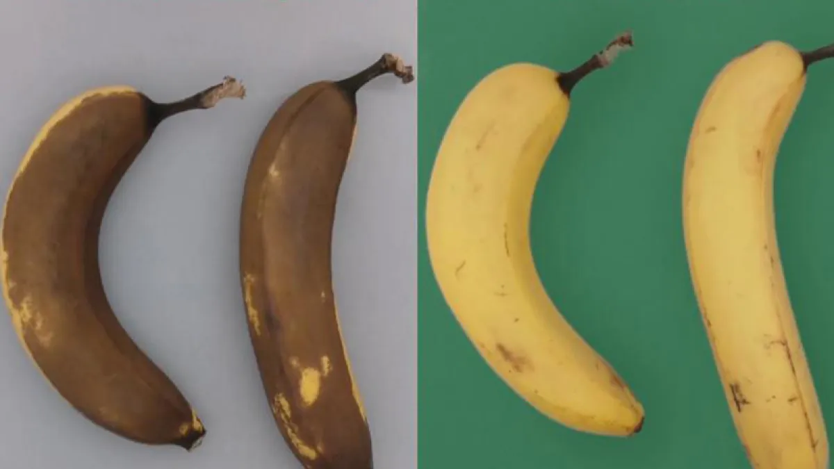 透過使用Apeel生物塗層技術,可以有效改善食品腐敗情況。(圖片來源:Apeel Sciences官網)(圖/食力foodNEXT提供)
