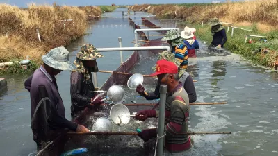 大魚上揚小魚跟著漲 虱目魚苗今年價揚