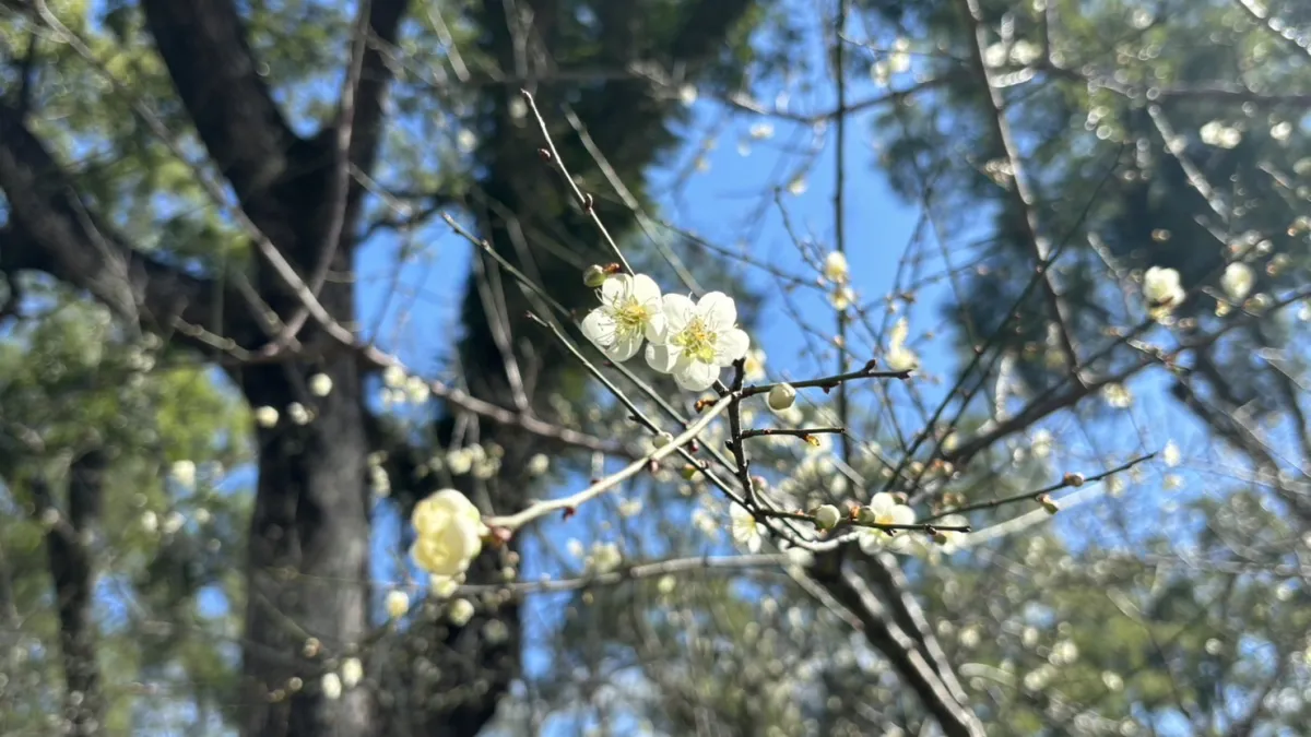 桃園角板山行館梅花盛開。(圖/桃園市政府觀旅局提供)