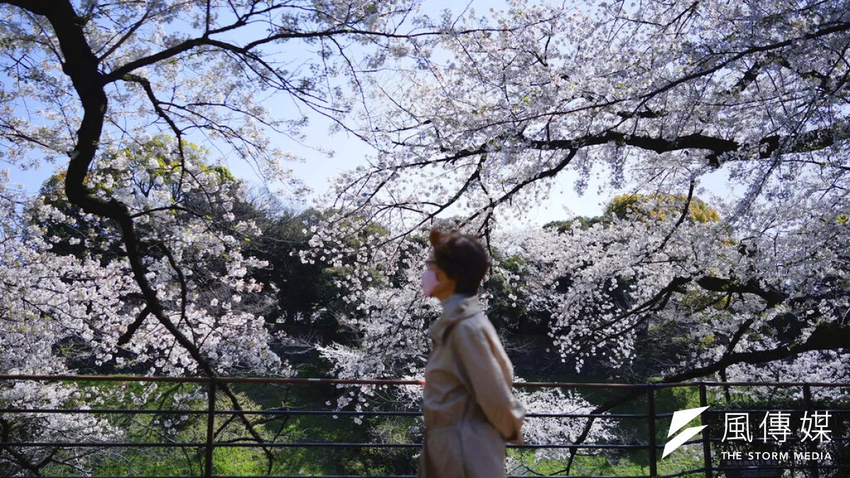 東京盛開的櫻花。(美聯社)