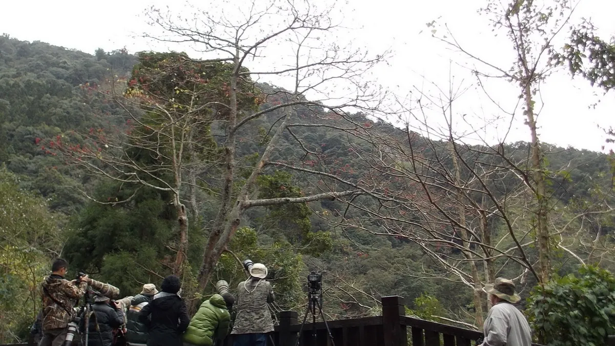 防禽流感 賞鳥應與野鳥保持安全距離