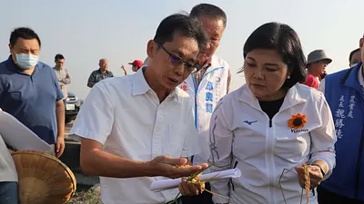 雲林縣長張麗善邀請農改場人員共同勘查稻作受損情形。(圖/雲林縣政府農業處提供)