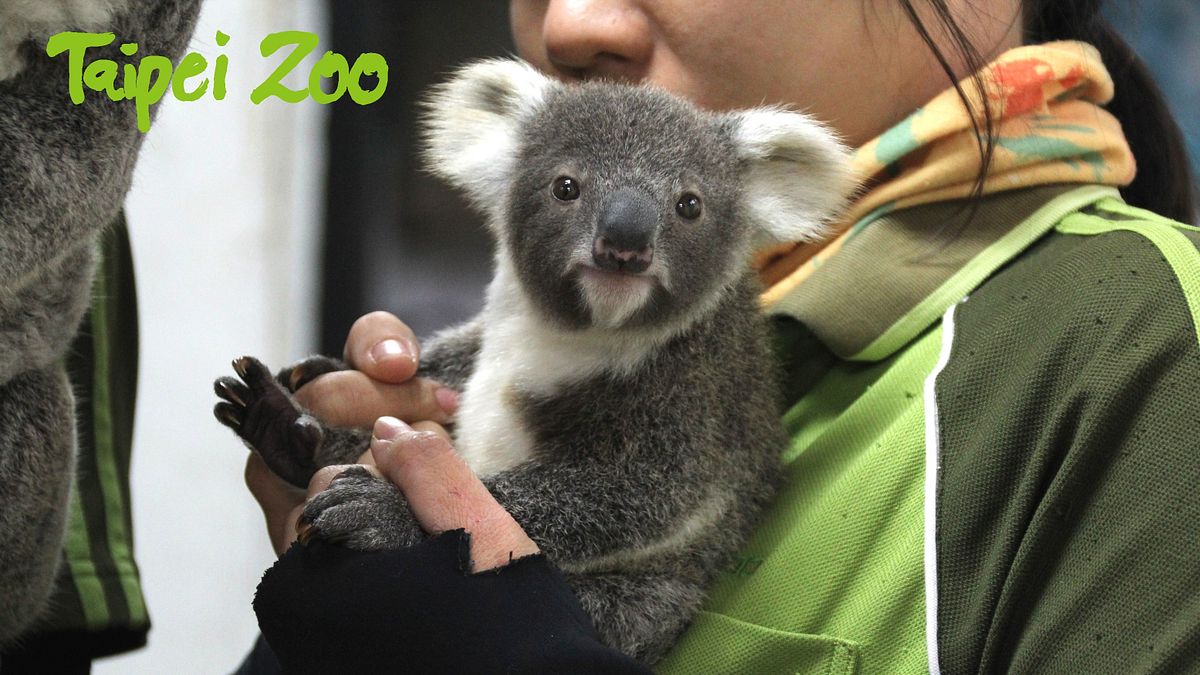 無尾熊寶寶鑽出育兒袋 攀在媽媽背上表情超萌 無尾熊寶寶鑽出育兒袋 攀在媽媽背上表情超萌