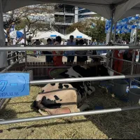 豊洲のミルクフェスで取材に応じたJミルクの林雅典事務局次長は、秋冬の生乳余剰や廃棄リスクへの懸念を示すとともに、全国に1000以上ある牛乳銘柄の多様な魅力を強調。よつ葉乳業などの出展企業・団体とともに、牛乳・乳製品の消費拡大を呼びかけた。(黄信維撮影) 豊洲のミルクフェスで取材に応じたJミルクの林雅典事務局次長は、秋冬の生乳余剰や廃棄リスクへの懸念を示すとともに、全国に1000以上ある牛乳銘柄の多様な魅力を強調。よつ葉乳業などの出展企業・団体とともに、牛乳・乳製品の消費拡大を呼びかけた。(黄信維撮影)