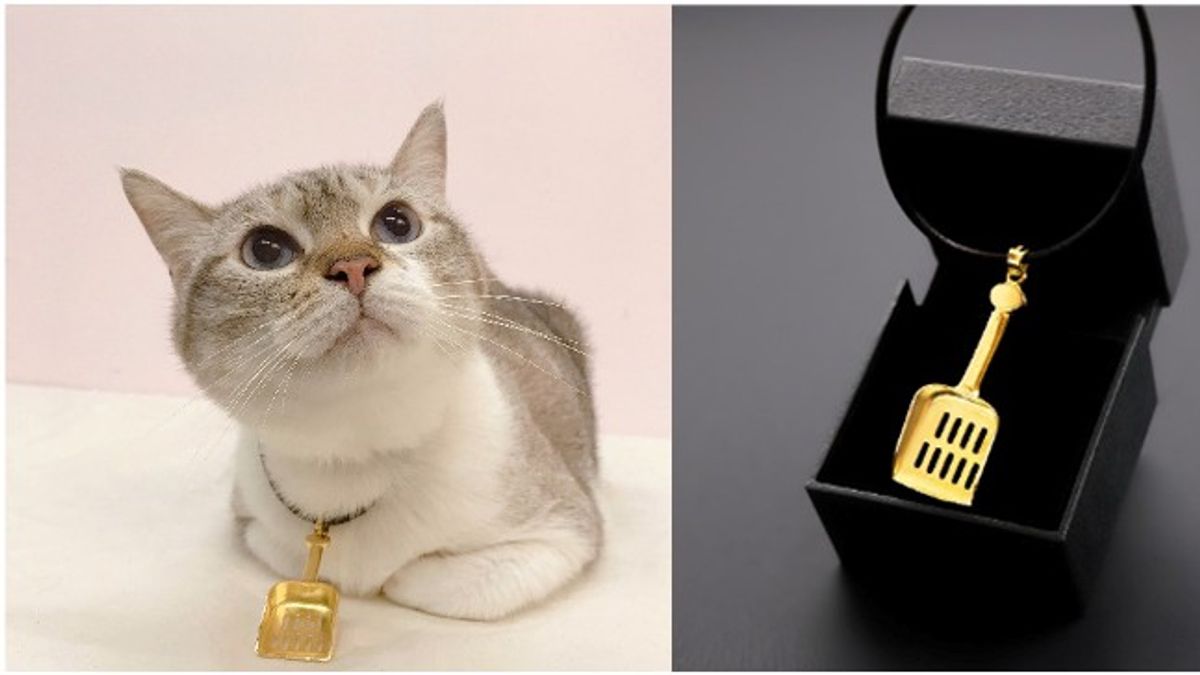 疫情衝擊,有寵物業者逆向操作,推出佛心折扣活動。(圖/Scoop Away提供) 疫情衝擊,有寵物業者逆向操作,推出佛心折扣活動。(圖/Scoop Away提供)