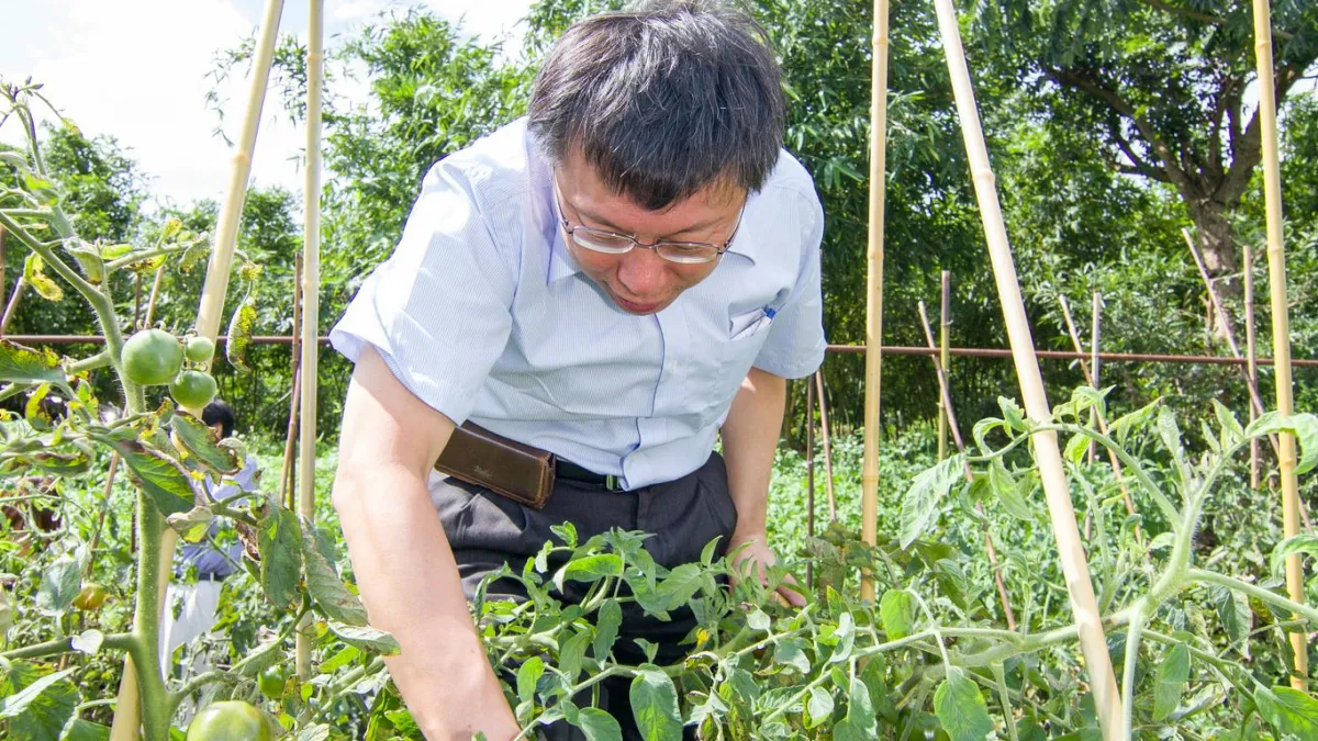 台北市田園城市計畫於去年推出,過程中卻頻傳菜園偷竊事件。(柯文哲【柯P新政】市政白皮書網站提供)