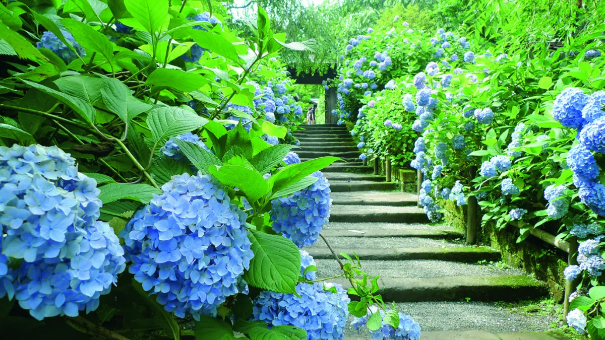 每年六月到八月正是鐮倉繡球花獨領風騷之時。(圖/啟動文化提供)