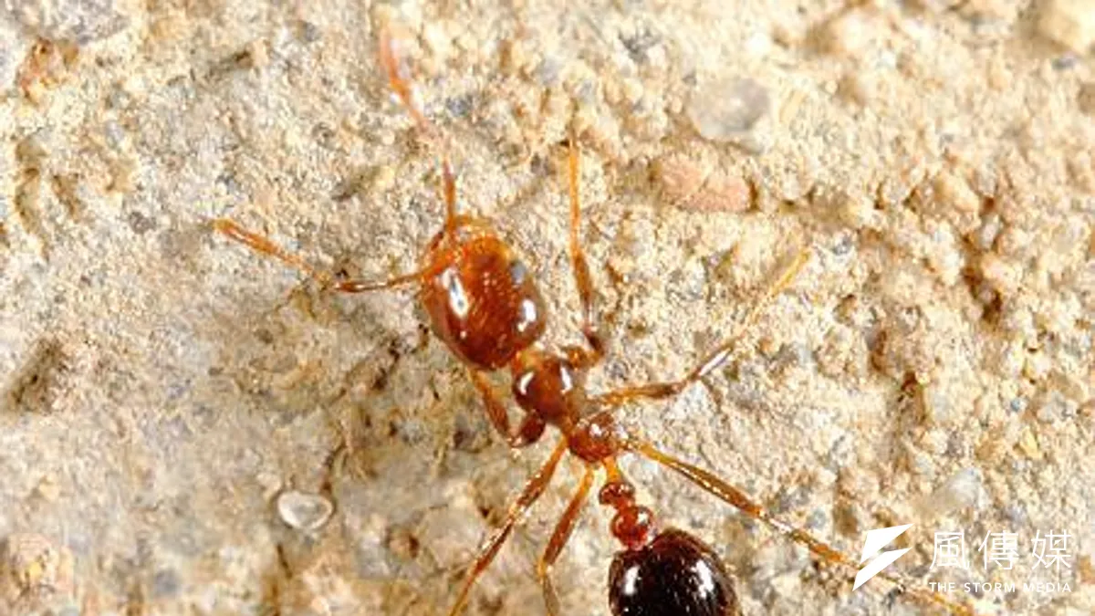 桃園紅火蟻災情慘重,紅火蟻入侵面積接近5萬公頃。國民黨立委呂玉玲表示,紅火蟻的問題已經不容輕忽。 (新北市政府提供)