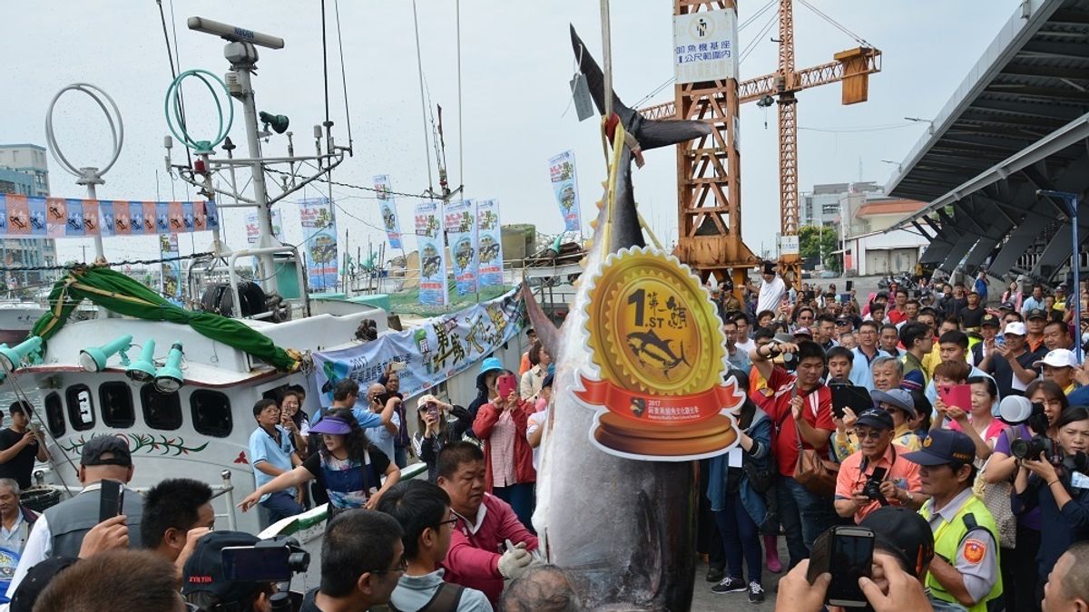 超越南方澳 屏東東港「第一鮪」157.3萬拍出 超越南方澳 屏東東港「第一鮪」157.3萬拍出