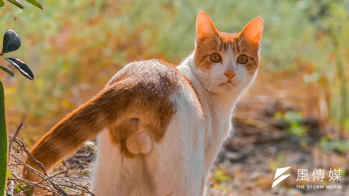 有網友幫去世的寵物溝通,看到ChatGPT的回應後哭到不行,那具體來說該怎麼用ChatGPT做寵物溝通呢?(資料照/洪煜勛攝) 有網友幫去世的寵物溝通,看到ChatGPT的回應後哭到不行,那具體來說該怎麼用ChatGPT做寵物溝通呢?(資料照/洪煜勛攝)