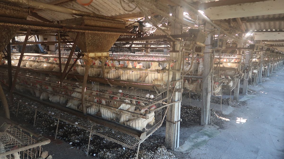 朱淑娟專欄:芬普尼雞蛋與C碼格子籠