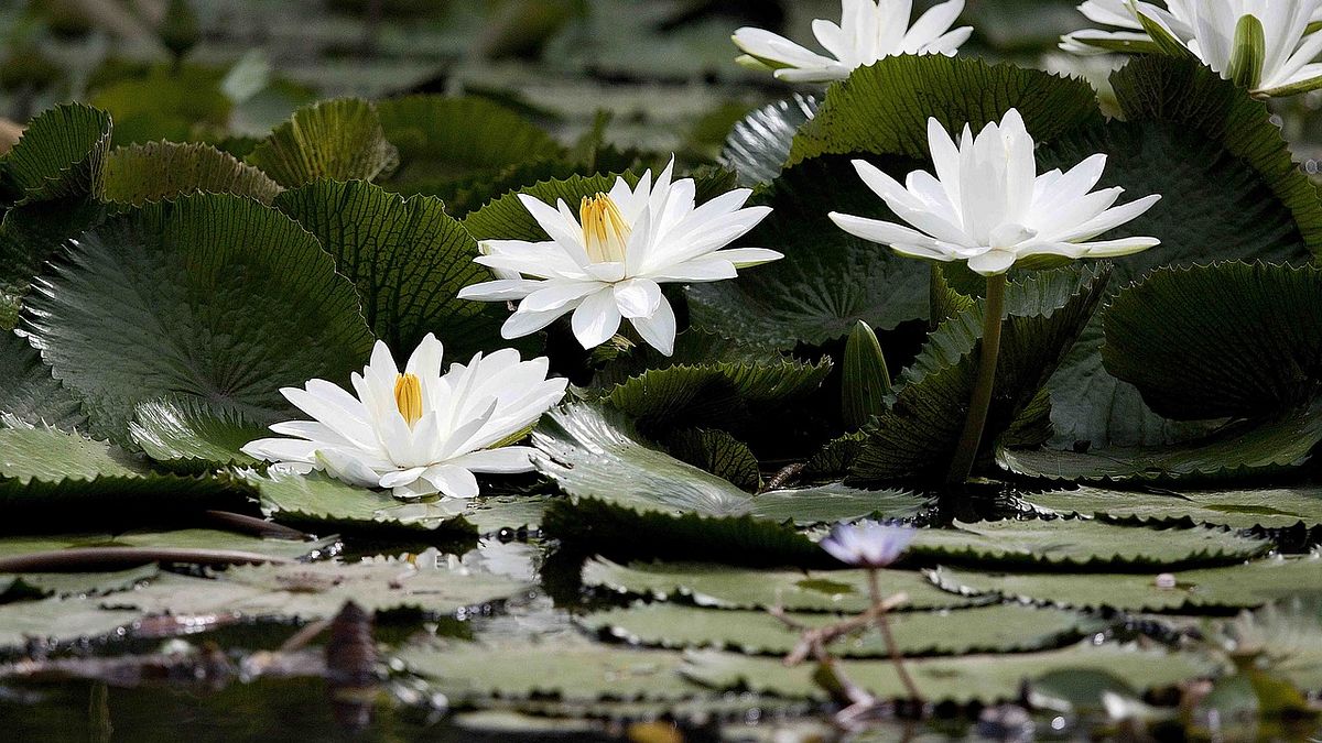 筆者以宗教出發,描繪女子透過宗教啟示放下恨意。(示意圖/取自pixabay) 筆者以宗教出發,描繪女子透過宗教啟示放下恨意。(示意圖/取自pixabay)