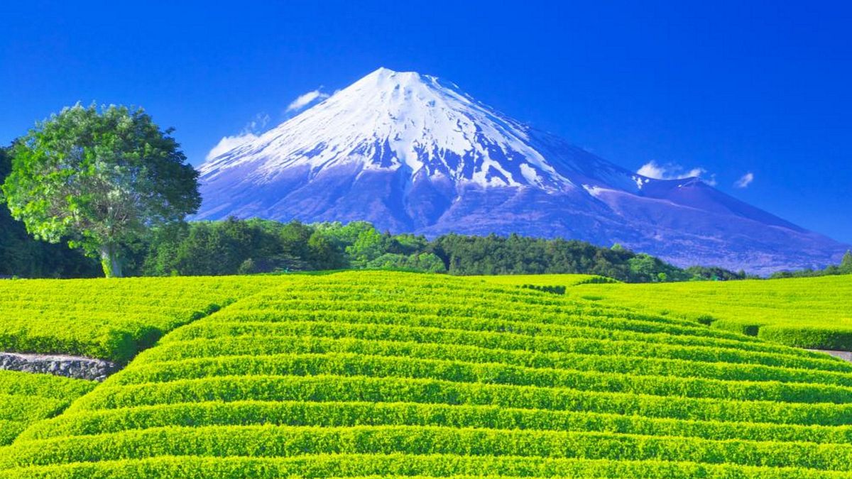 今宮是靜岡縣內拍攝茶田著名的攝影地點(圖/ZEKKEI JAPAN) 今宮是靜岡縣內拍攝茶田著名的攝影地點(圖/ZEKKEI JAPAN)