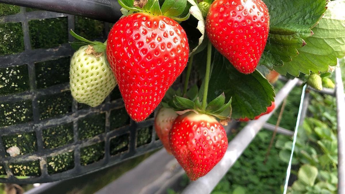 「2022內湖草莓季活動」正式起跑,凡3月5、6日到花博農民市集消費,即可獲得「2022內湖草莓季」折價券。(圖/臺北市政府產業發展局提供) 「2022內湖草莓季活動」正式起跑,凡3月5、6日到花博農民市集消費,即可獲得「2022內湖草莓季」折價券。(圖/臺北市政府產業發展局提供)