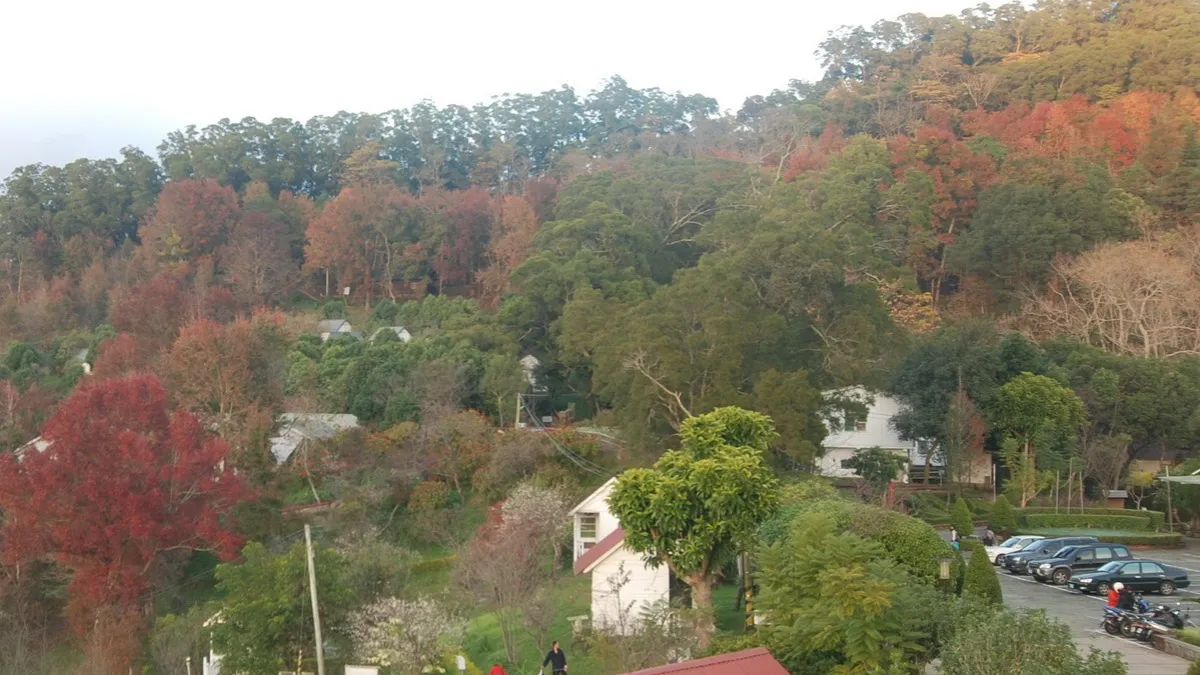 配合新社花海節 東勢林場變色葉之旅登場