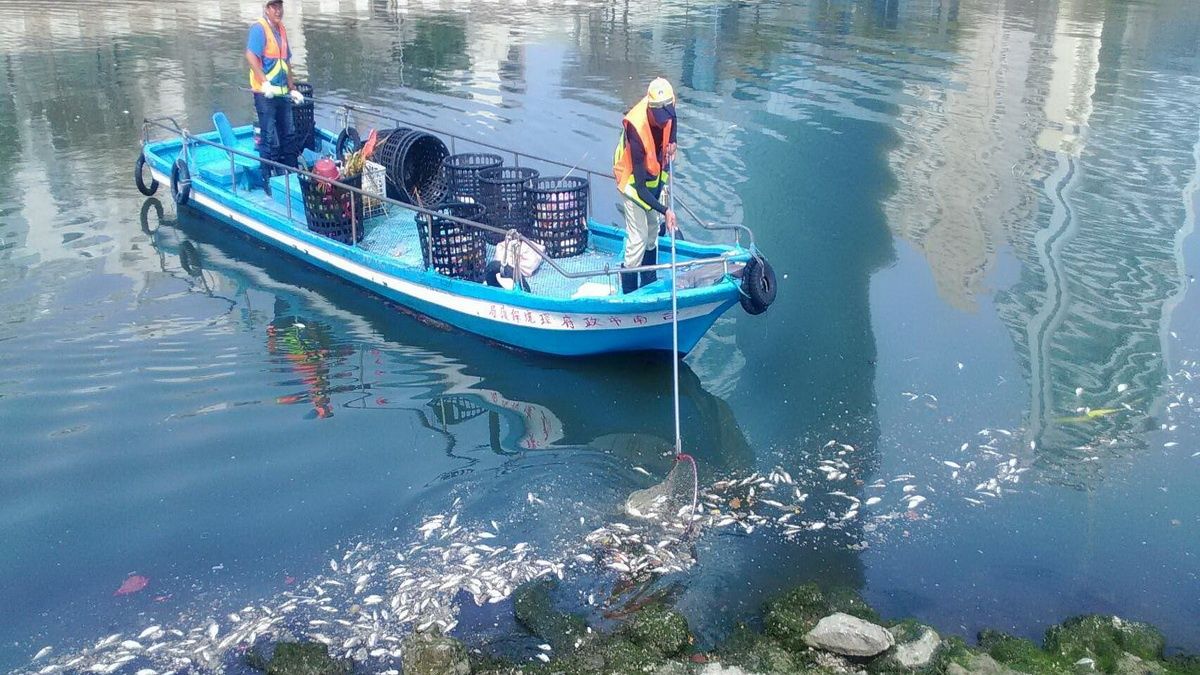 廢水排入惹禍? 台南運河見大量死魚 廢水排入惹禍? 台南運河見大量死魚