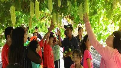 助農民採收苦瓜 大甲40學童體驗樂開懷