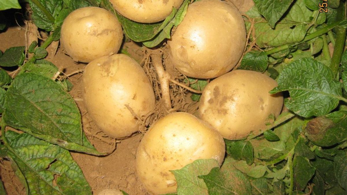 真正在廚房做烘焙的人,其實是黑奴們:《烤箱裡的美國史》選摘(4)