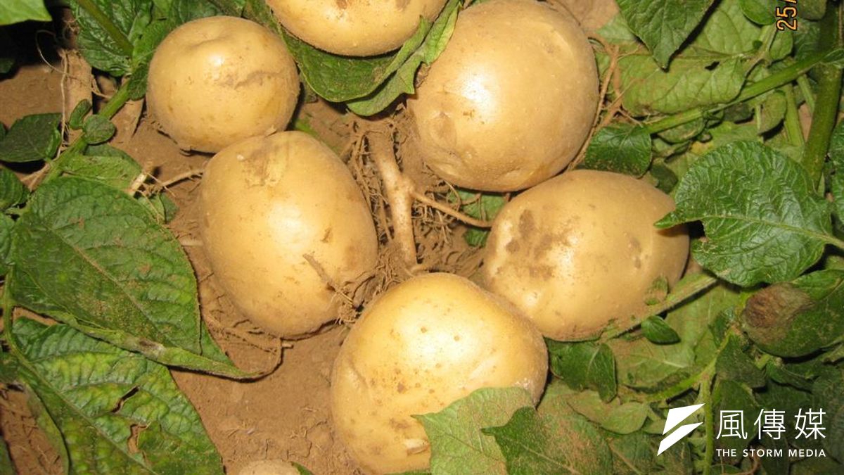 馬鈴薯已經成為中國人的主食之一(取自網路) 馬鈴薯已經成為中國人的主食之一(取自網路)